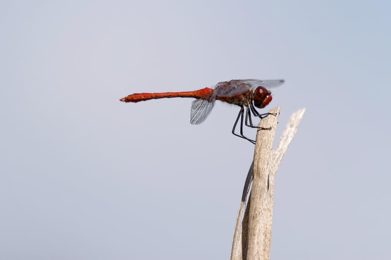 Dragon Image