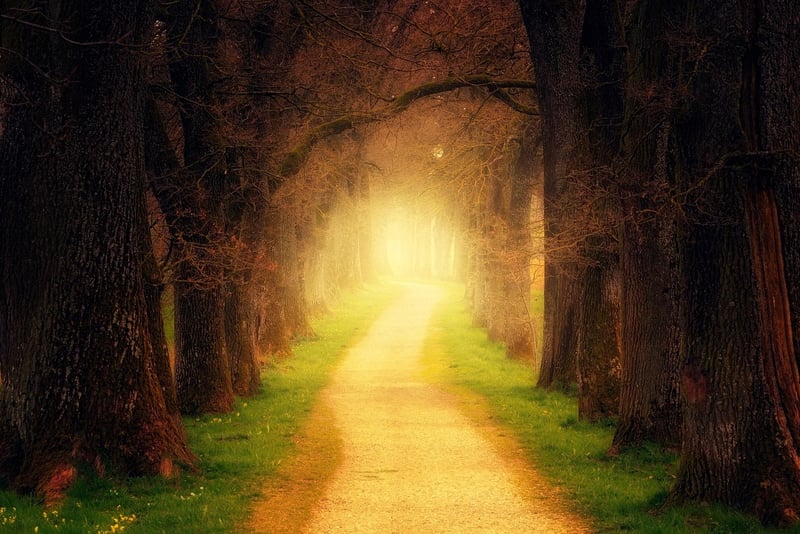 Enchanted Forest